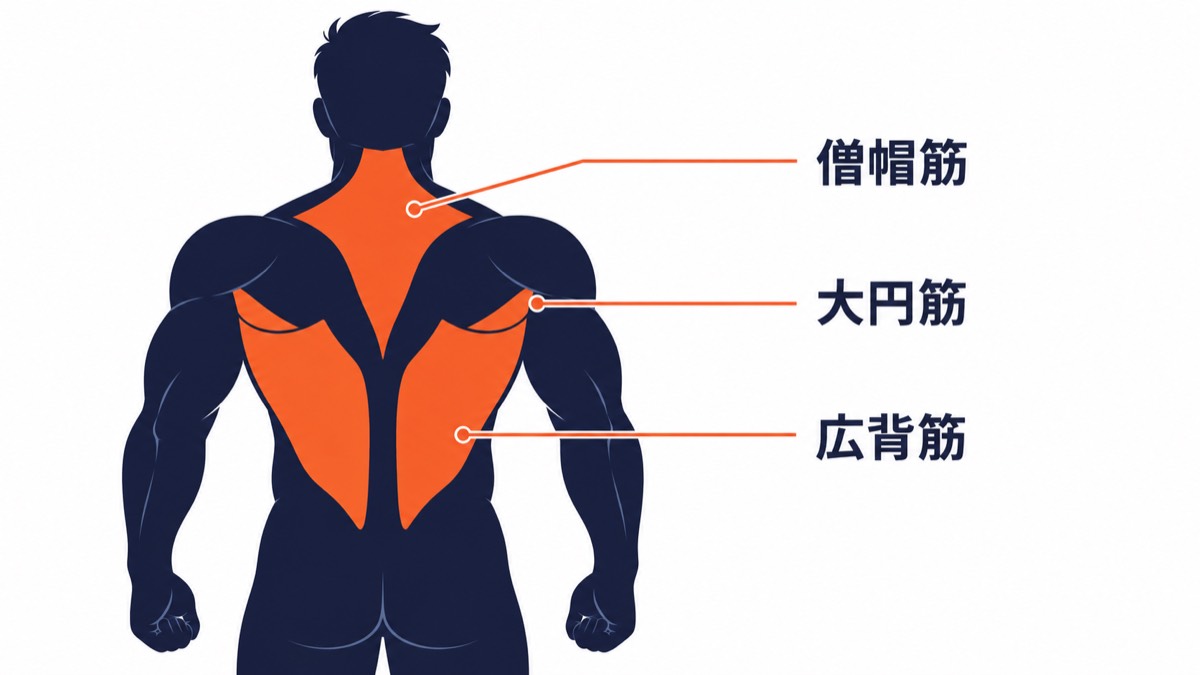 懸垂で鍛えられる背中の筋肉図