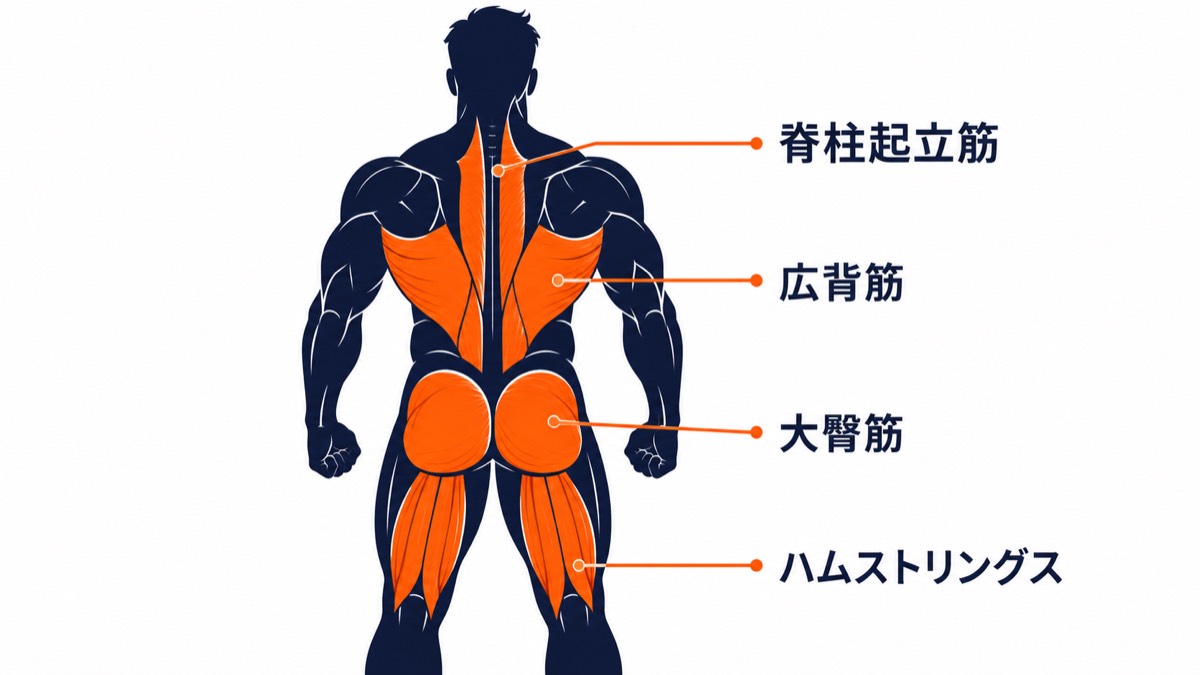 デッドリフトで鍛えられる筋肉図